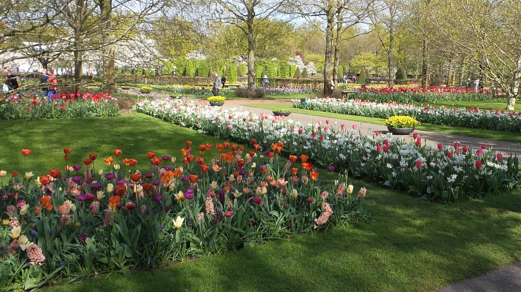 2014-04-17 Holland Tulips 15.jpg